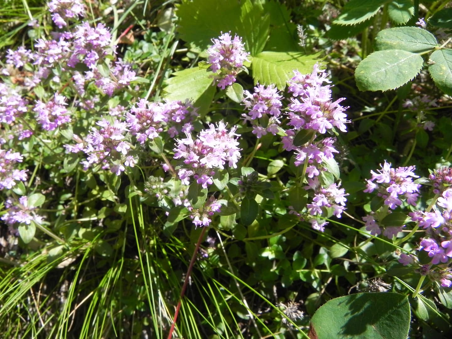 Découverte de la Nature -
